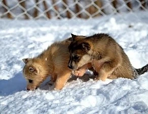 Ниските температури са опасни и за животните