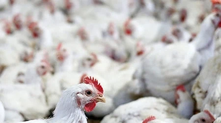 Русия забрани вноса на продукти и птичe месо от България