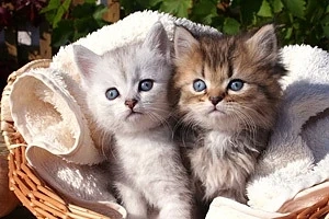Честит Световен ден на котката!