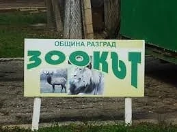Стъпканите лъвчета от зоопарка в Разград може да не оцелеят 