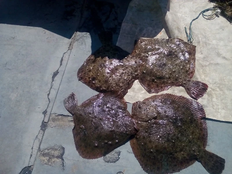България с по-голяма квота за улов на калкан в Черно море