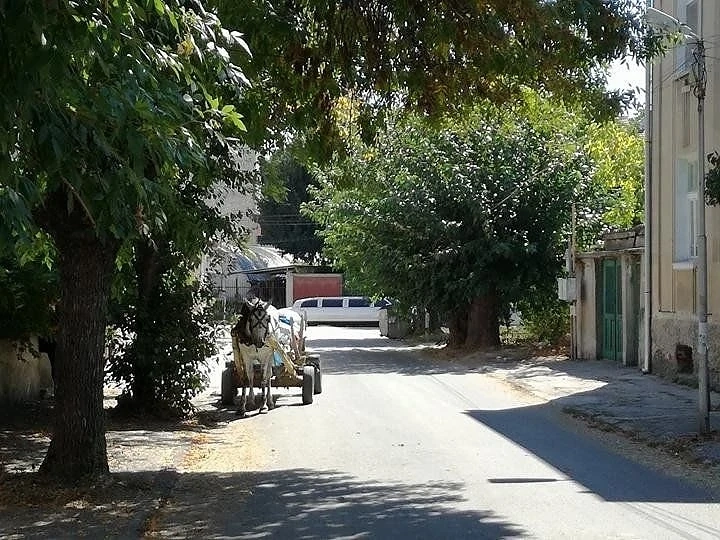 За да спрат каруците в София, ще даряват конете на Лесотехническия