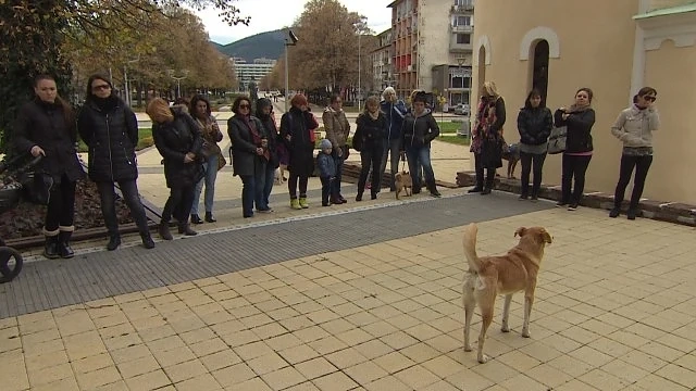 Бум на отровени кучета в Перник 