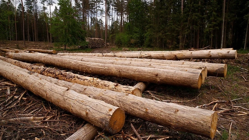  ЕС ще глоби Полша със 100 000 евро на ден, ако не спре сечта във вековна гора