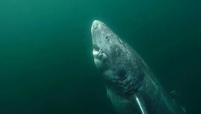 Откриха акула - на 512 години!  