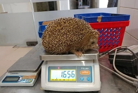 Дебел таралеж мина на диета, не може да се свие на кълбо