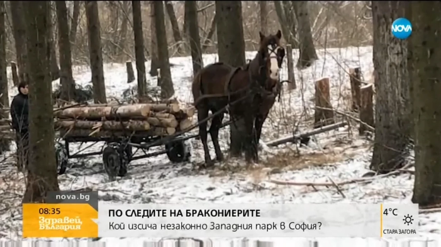 Държавата е безсилна пред ромите, изсичащи Западен парк
