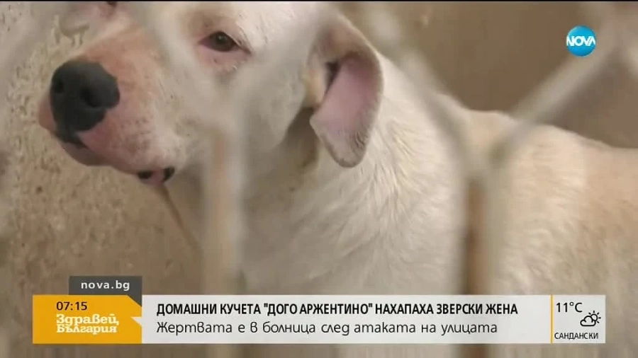 Самотна майка едва оцеля - нападната от дого аржентино