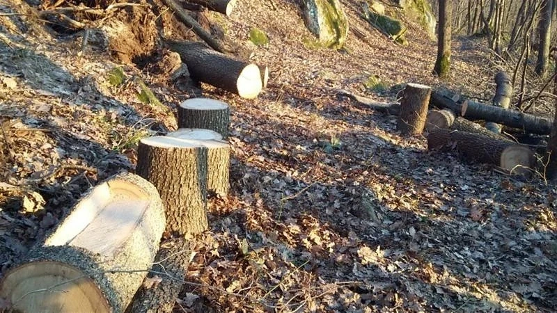 Наказват за незаконна сеч с до 6 години затвор