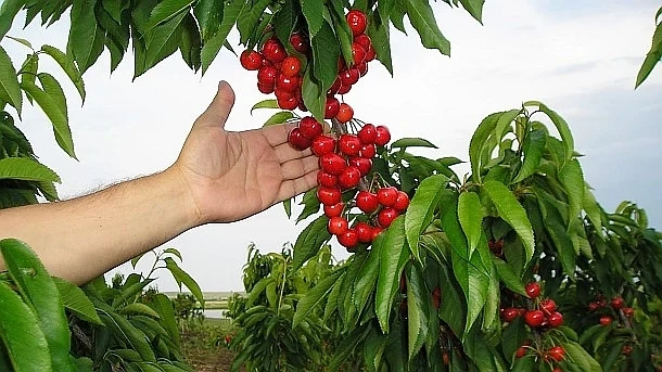 Черешовите масиви в Кюстендилско са под засилена полицейска охрана
