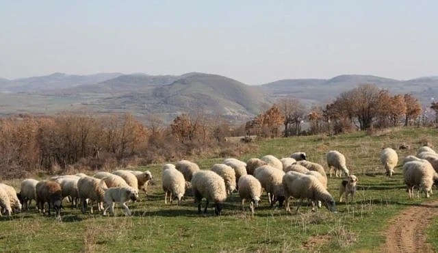 Хората с избити животни ще получат пълната си субсидия