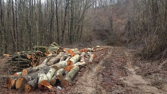 Разбитата банда за незаконна сеч се оказа изключително брутална - извършвала палежи, сплашвала местни и конкуренция