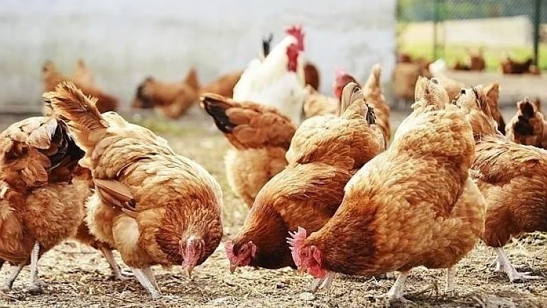 100 000 птици умъртвяват в Хасковско заради птичи грип