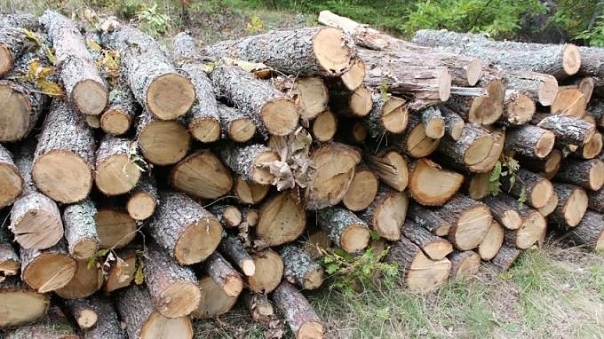 Разследват незаконна търговия с дърва във Велинград, мъж е арестуван