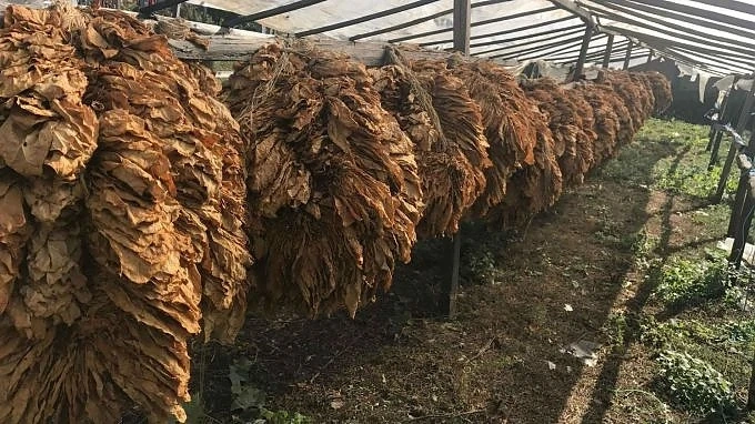 Близо 75% от тютюна, произведен тази година в България, вече е изкупен