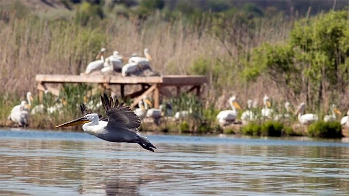 WWF и ЮНЕСКО в глобален алианс със застрахователни компании