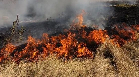 Фалшив сигнал за запалил се влак, пожарникарите гасят сухи треви