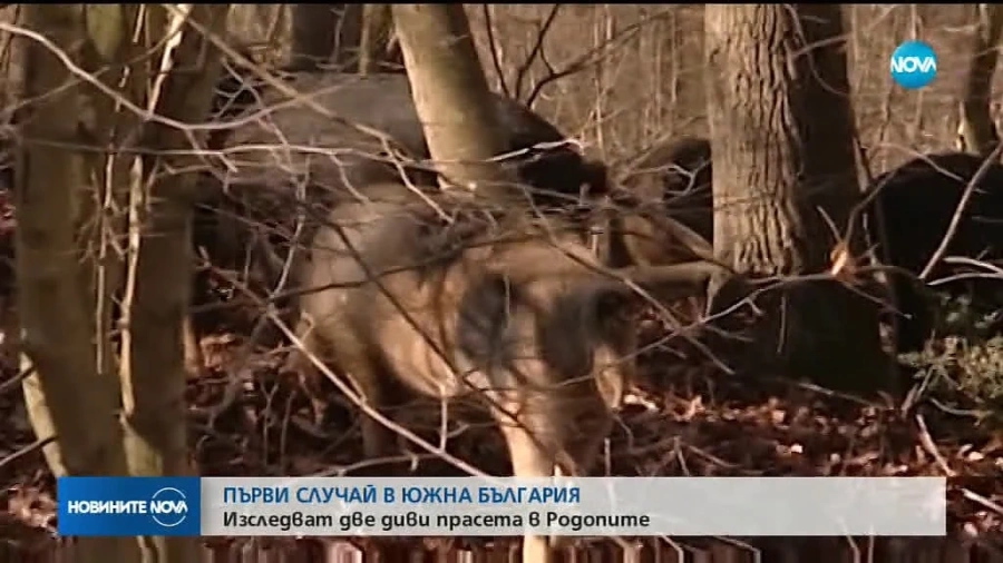 Потвърдиха Африканска чума и в Пловдивско