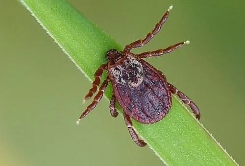 Нови случаи на марсилска треска и лаймска болест във Великотърновско