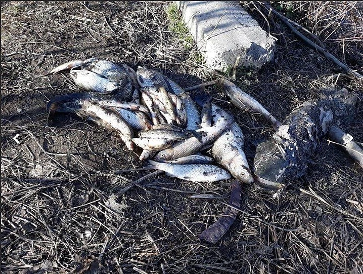 Предупреждение към пловдивчани да не купуват сладководна риба