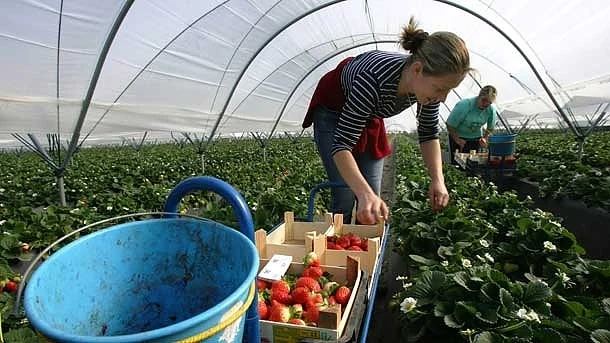Британският министър Джордж Юстис иска да наема повече сезонни работници