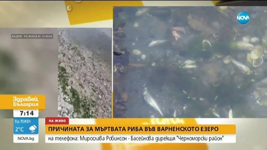 Каква е причината за мъртвата риба във Варненското езеро?