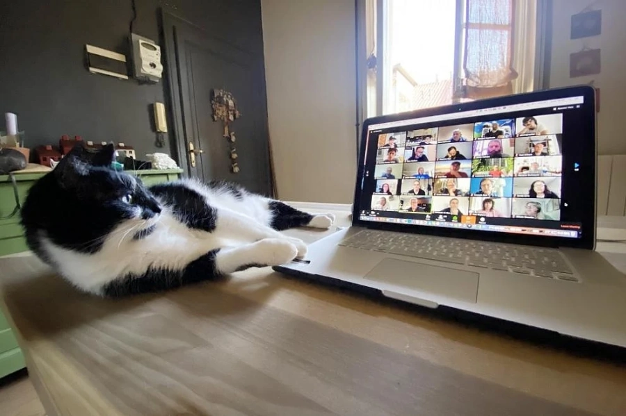 Скок в печалбите на Zoom заради социалната изолация