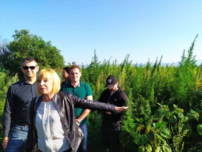 Манолова показа незаконна плантация с марихуана до Околовръстното на София