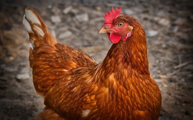 БАБХ и АЗПБ обсъдиха спешните мерки за контрол срещу разпространение на Инфлуенцата по птиците
