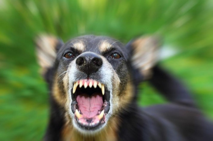 Куче ухапа жена в Софийско, стопанинът избяга