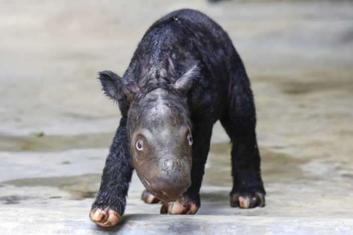 На остров Суматра се роди бебе от изчезващ вид носорози