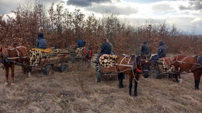 Горски служители заловиха група роми с шест каруци незаконна дървесина