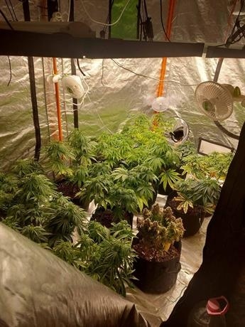 ГДБОП разкри оранжерия за отглеждане на специален сорт марихуана