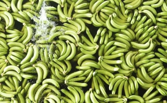 Еквадорските банани за Русия са спасени. Кито няма да даде оръжия на САЩ за Украйна