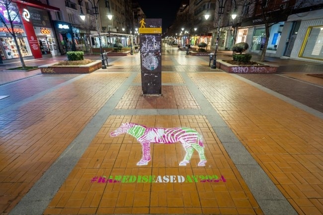 11 зебри с цветни райета на ключови места в центъра на София
