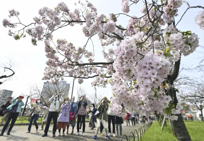 Множество хора събраха в Токио, за да наблюдават цъфтежа на японските вишни