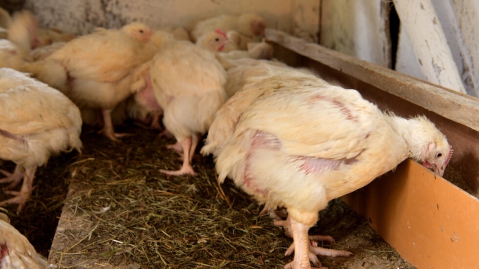 Огнище на птичи грип в стопанство с близо 400 000 бройлера в Хасковско