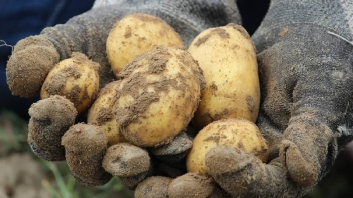 ДФЗ: С 13 млн. лв. ще бъдат подпомогнати производителите на картофи, черупкови плодове и гъби