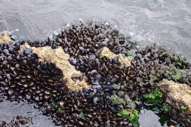 Откриха токсични водорасли в Черно море, забраниха миди и рапани