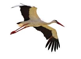 Първите щъркели пристигнаха в петричкото село Рупите Това съобщи кметът