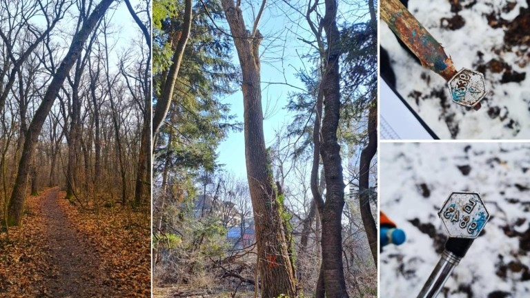 Столичната община започва маркиране на опасни дървета в последните две