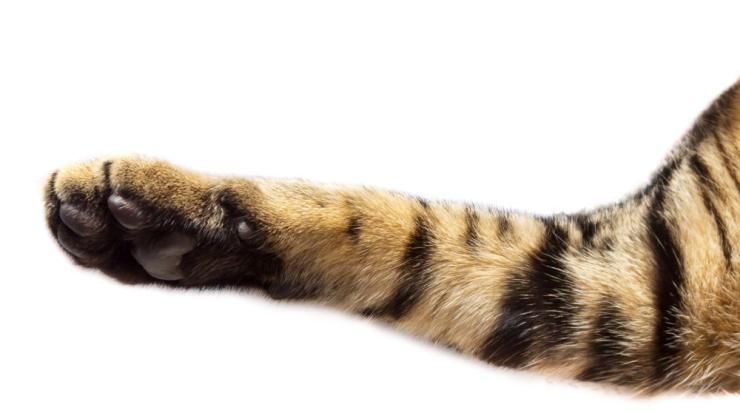 Прокуратурата с подробности за случая за бруталния случай на насилие