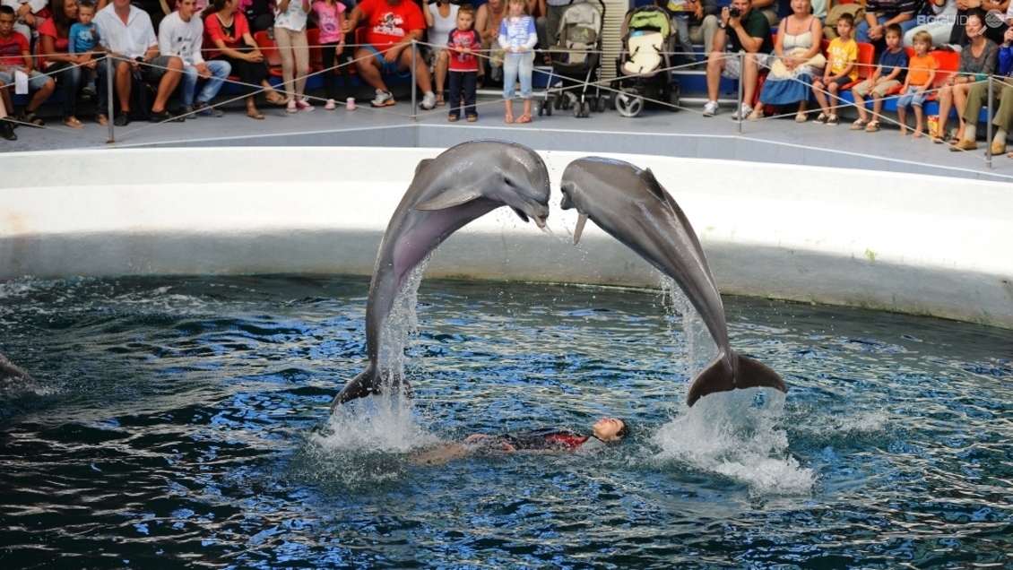 Делфинариум Варна подарява безплатен билет на децата до 12 години