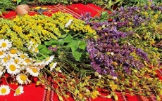 Еньовден е - вижте кой празнува имен ден