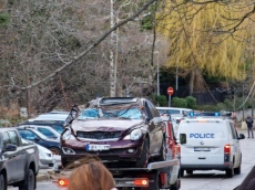 След трагедията на Витоша, все още има опасни дървета