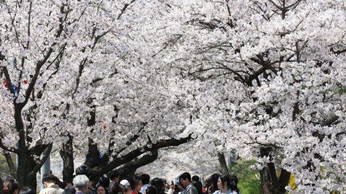Официално започна сезонът на цъфналите вишни в Япония