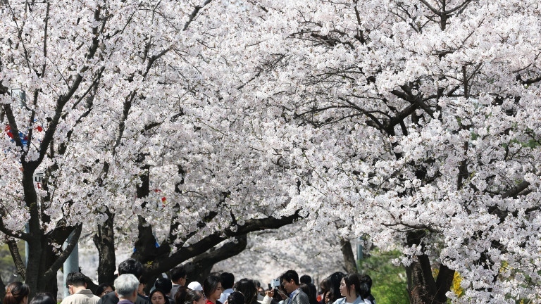 Официално започна сезонът на цъфналите вишни в Япония